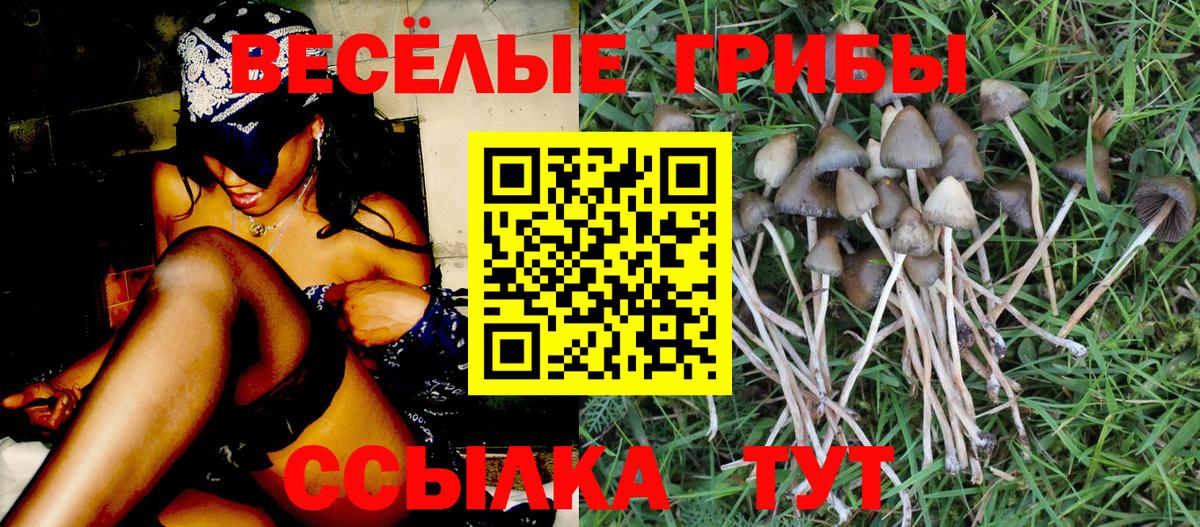 Алапаевск  Псилоцибиновые грибы Psilocybe  Псилоцибиновые грибы Psilocybe  Вход с VPN 
